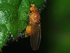 Lauxaniid Fly